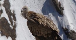A Himalayan griffon vulture standing on rocky ground in Spiti, India.