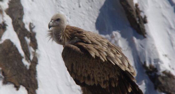 A Himalayan griffon vulture standing on rocky ground in Spiti, India.